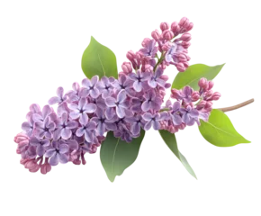 Rolgordijnen zonder boren Vibrant lilac blooms in spring garden floral arrangement nature isolated on transparent background © Luminara