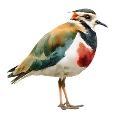Obraz premium A vibrant watercolor painting depicts a Northern Lapwing bird standing on a white background showcasing its detailed plumage and colors.
