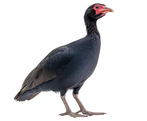 Observing a black bird with red features in a isolated on transparent background