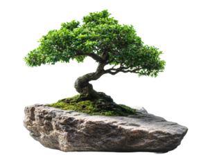Bonsai tree care techniques home garden instructional guide isolated on transparent background