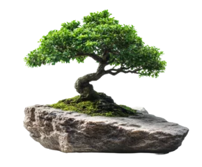 Fototapete Rund Bonsai Bonsai tree care techniques home garden instructional guide isolated on transparent background  © Luminara