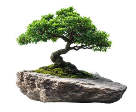 Bonsai tree care techniques home garden instructional guide isolated on transparent background