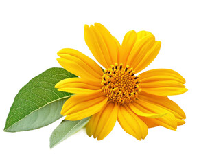 Vibrant yellow flower with green leaves nature scene view botanical beauty isolated on transparent background