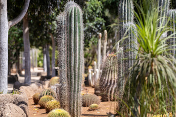 Different cactus types and succulents on Tenerife. Travel. Vacation. View of a cactus garden, Tenerife Spain. 