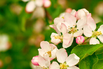 A close up of a bunch of white flowers with pink tips. The flowers are in full bloom and are surrounded by green leaves. Concept of beauty and freshness, as the flowers are vibrant and healthy