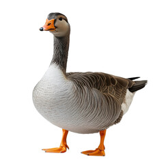 Graceful goose posing in nature's habitat wildlife isolated on transparent background