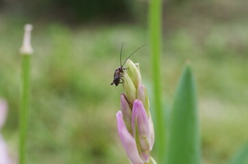 Insect on top of the flower