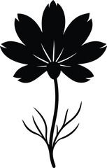 bloodroot flower silhouette vector on white 