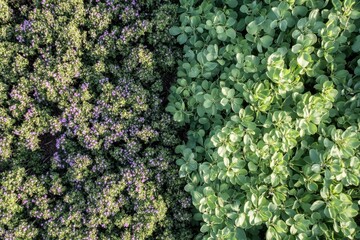 Two distinct plant types, one side with small purple flowers, the other with light green leaves, a contrasting botanical display in a garden bed