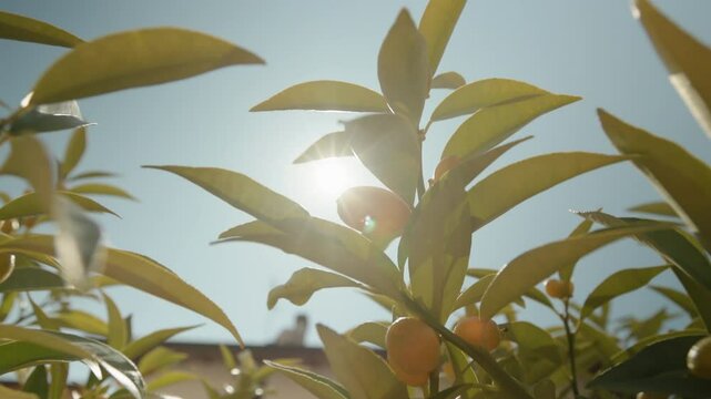 A push-in shot of a Kumquat tree with orange fruit on a bautiful and bright Summer day with the Sun causing some lens flare