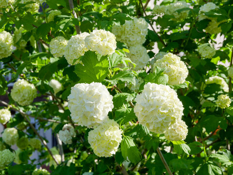 Guelder-rose 'Roseum' or snowball ( Viburnum opulus Sterile) ornamental tree with large white flowers balls-like and dense three-lobed green leaves on arching stems blooming from spring to summer
