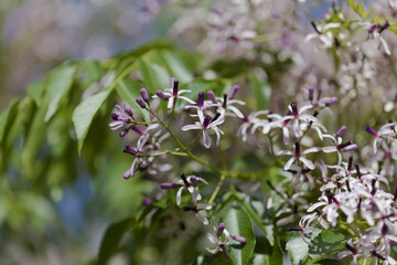 Melia azedarach, chinaberry tree