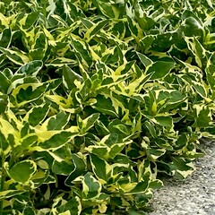 close up of green leaves