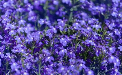 Blue Lobelia erinus, edging lobelia, natural macro floral background