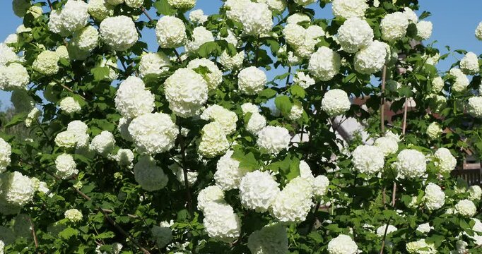 Viburnum opulus | Guelder-rose - Snowball tree - Cranberrybush - Cramp bark. Popular shrub producing branches smothered with snowball-like clusters of white flowers and green lobed leaves