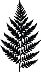 cinnamon fern silhouette vector on white 
