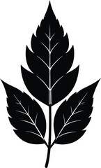 curry leaf silhouette vector on white background 