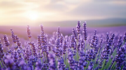 Fototapeta premium Lavender field bathed in golden sunset light.