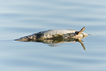 Dead fish in the pond. Polluted or poisoned water concept. Environmental disaster concept.