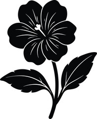 evening primrose flower silhouette vector on 