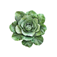 Obraz premium Close-up of a vibrant green cabbage, resembling a rose, with detailed leaf texture