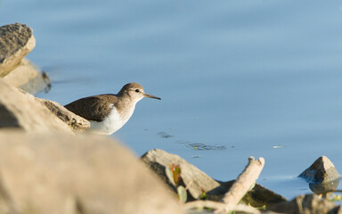 Actitis hypoleucos aka The common sandpiper. Small Palearctic wader bird from Czech republic.