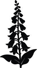 foxglove plant silhouette vector on white  © Chandro Protap Ray 