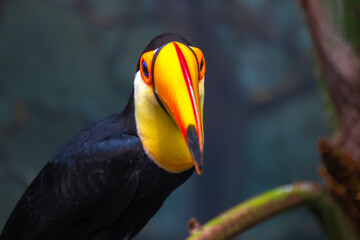 Portrait of a Toco Toucan (Ramphastos toco)