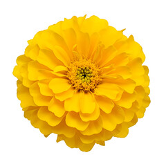 Top view of yellow marigold flower isolated on transparent background, png image 