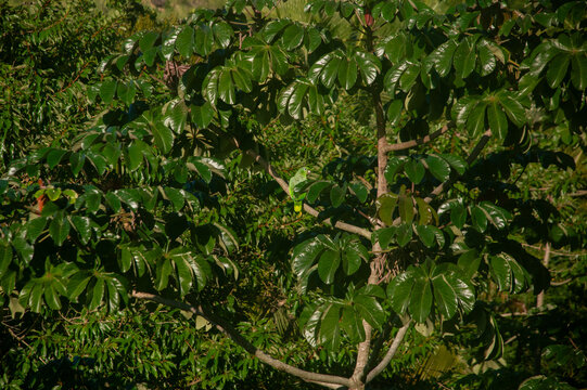 papagaio