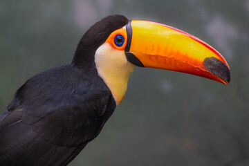 Portrait of a Toco Toucan (Ramphastos toco)
