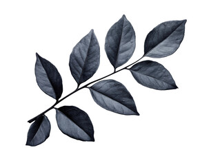Elegant black leaf arrangement nature botanical isolated on transparent background