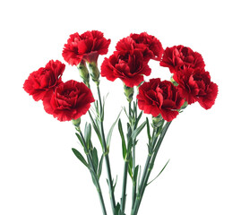 Vibrant red carnations bouquet floral display view isolated on transparent background