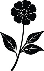 hoary puccoon flower silhouette vector on white 