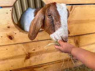 Dairy goats close-up, portrait of a goat with big ear ready for feeding. Children and pets. High quality photo