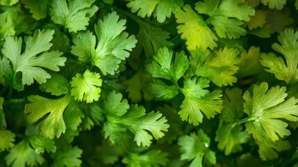 beautiful coriander plants