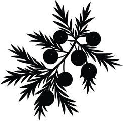 juniper berry silhouette vector on white 