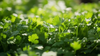 beautiful coriander plants