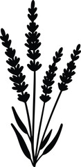 lavender flower silhouette vector on white 
