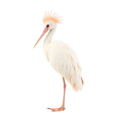 Obraz premium Elegant white bird with pink crest standing isolated transparent background wildlife