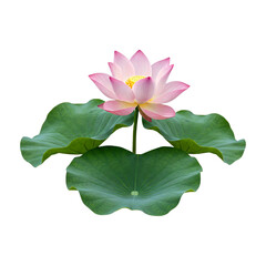 Pink  Lotus Flower with Dew Drops Pure White Background,  PNG Perfect for Wellness, Spa, & Nature Designs