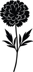 marigold stem silhouette vector on white 