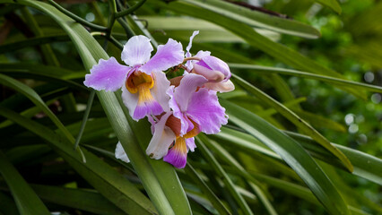 Bhatou Phool or wild orchid found in the state of Assam blooming close up 3