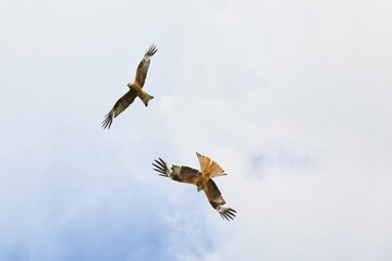 It's like a dance in the sky when the red kites circle in the wind. 
