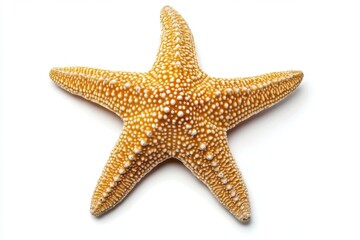 Isolated starfish with five arms and textured surface detail