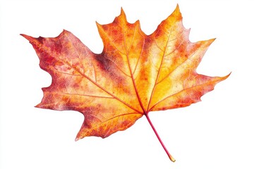 Obraz premium Isolated single maple leaf with autumn colors on white ground