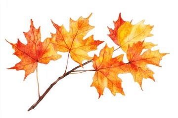 Watercolor painting of maple leaves on a branch with white space