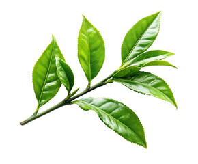 Harvesting fresh green tea leaves tea garden natural light isolated on transparent background