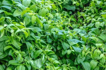 Green leaf texture, natural green leaves are used as a nature background wallpaper or tropical leaf cover. Concept: Nature, natural, garden, gardening.