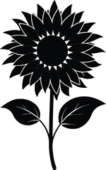 narrowleaf sunflower silhouette vector on white 